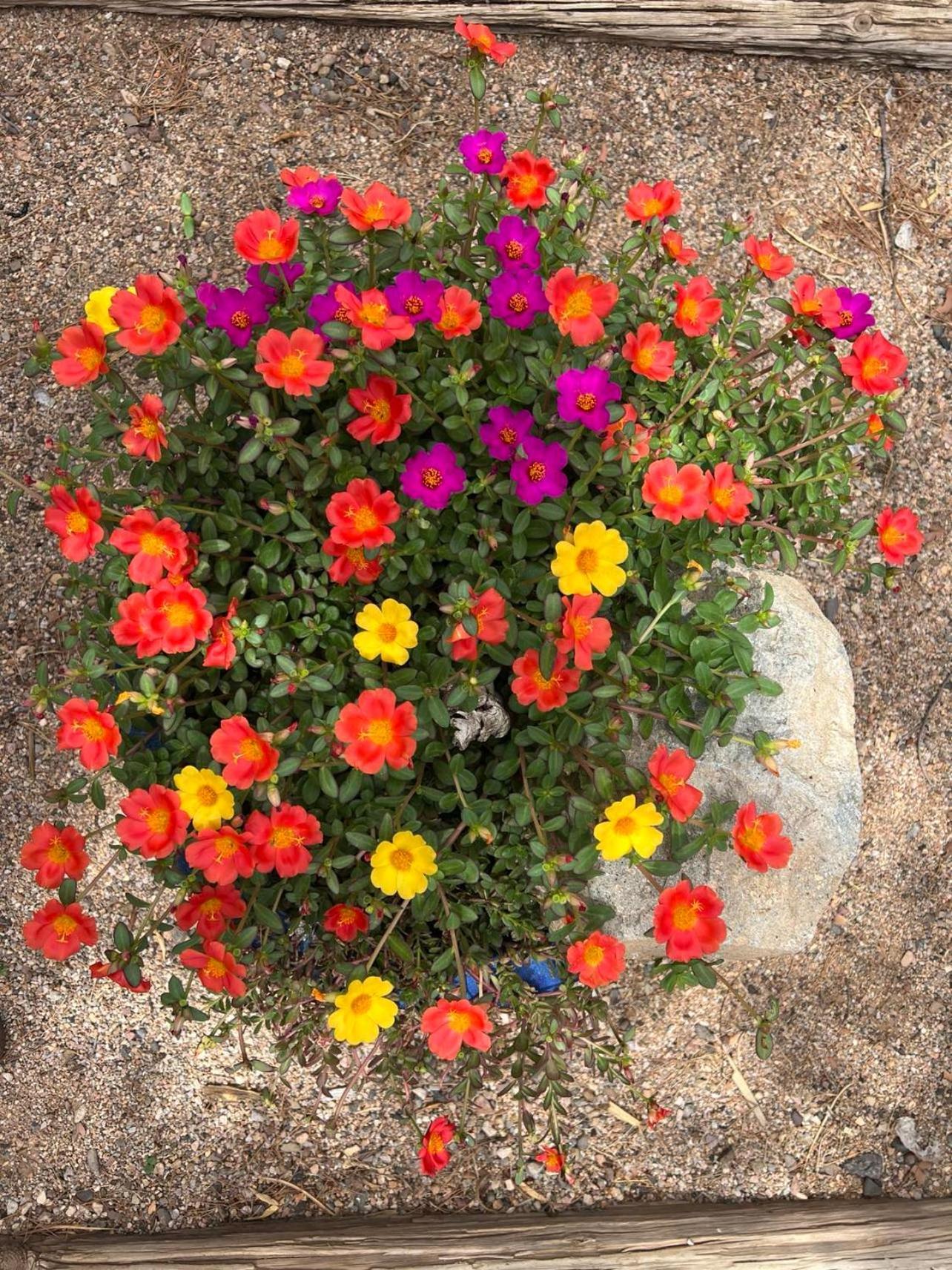 Hole In The Wall Getaway - Usa Mexico Border Bed And Breakfast Columbus Εξωτερικό φωτογραφία